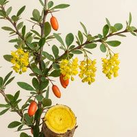 Berbérine HCl